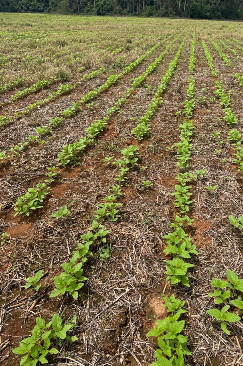 Arrendamento 1.600 hectares — Norte do MT